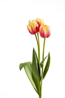 Pink and yellow tulip flowers against white background, close up - CSF019249