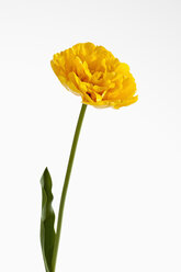 Gelbe Tulpenblüte vor weißem Hintergrund, Nahaufnahme - CSF019247