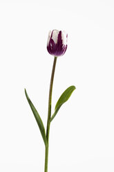 Violette und weiße Tulpenblüte vor weißem Hintergrund, Nahaufnahme - CSF019238