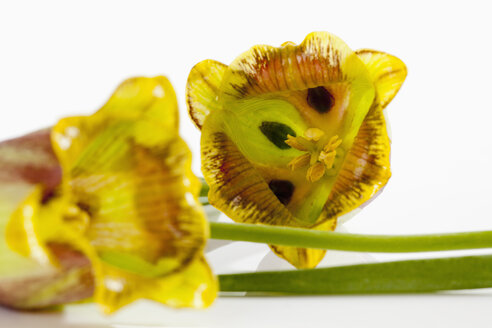 Blüten von Fritillaria meleagris auf weißem Hintergrund, Nahaufnahme - CSF019231