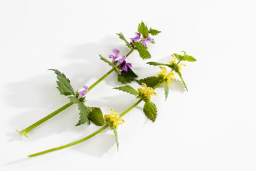 Blüten von Lamium Purpureum und Lamium Galeobdolon auf weißem Hintergrund, Nahaufnahme - CSF019226