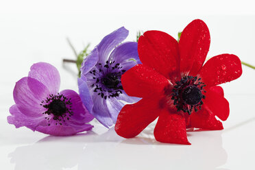 Wassertropfen auf Anemonenblüte auf weißem Hintergrund, Nahaufnahme - CSF019222