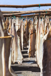 Portugal, Stockfisch zum Trocknen in Camara de Lobos bei Funchal - AMF000201