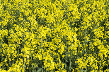 Germany, Baden Wuerttemberg, View of Yellow rape field - ELF000147