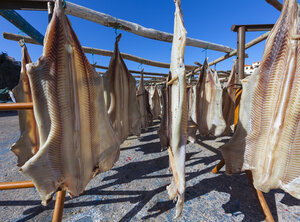Portugal, Stockfisch zum Trocknen in Camara de Lobos bei Funchal - AMF000161