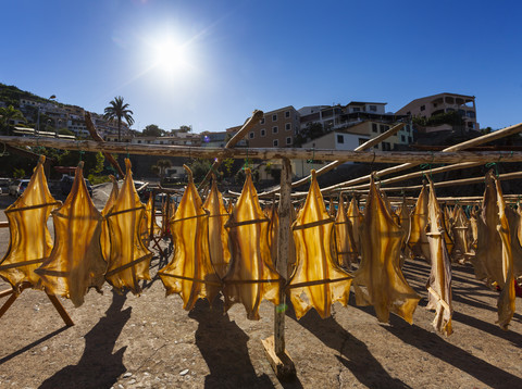 Portugal, Stockfisch zum Trocknen in Camara de Lobos bei Funchal, lizenzfreies Stockfoto