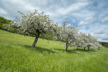 Deutschland, Baden Württemberg, Blick auf eine Wiese mit vereinzelten blühenden Pflaumenbäumen im Frühling - ELF000158