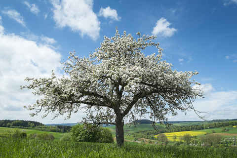 Deutschland, Baden Württemberg, Blick auf eine Wiese mit vereinzelten blühenden Pflaumenbäumen im Frühling, lizenzfreies Stockfoto