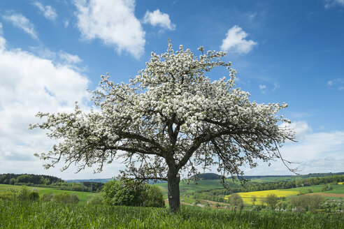 Deutschland, Baden Württemberg, Blick auf eine Wiese mit vereinzelten blühenden Pflaumenbäumen im Frühling - ELF000157