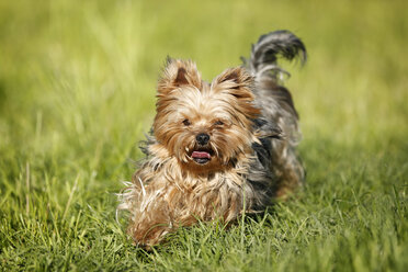 Germany, Baden Wuerttemberg, Yorkshire Terrier dog running on grass - SLF000105