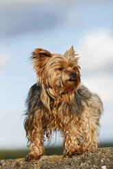 Deutschland, Baden Württemberg, Yorkshire Terrier, Nahaufnahme - SLF000106