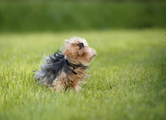 Deutschland, Baden Württemberg, Yorkshire Terrier Hund schütteln - SLF000110