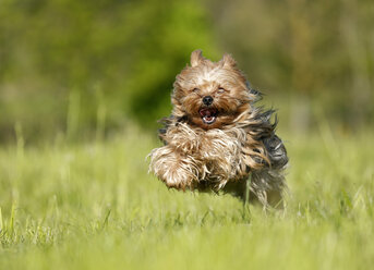 Deutschland, Baden Württemberg, Yorkshire Terrier Hund läuft auf Gras - SLF000111