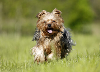 Germany, Baden Wuerttemberg, Yorkshire Terrier dog running on grass - SLF000112