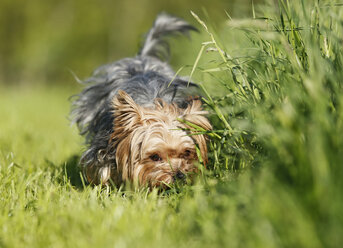 Deutschland, Baden Württemberg, Yorkshire Terrier Hund auf Gras - SLF000113