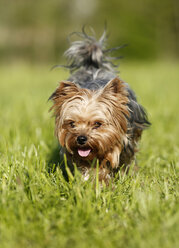 Germany, Baden Wuerttemberg, Yorkshire Terrier dog running on grass - SLF000114