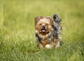 Germany, Baden Wuerttemberg, Yorkshire Terrier dog on grass - SLF000115