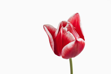 Red and white tulip flower against white background, close up - CSF019287