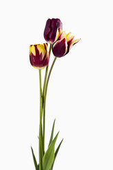 Violette und gelbe Tulpenblüten vor weißem Hintergrund, Nahaufnahme - CSF019262