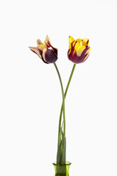 Violette und gelbe Tulpenblüten in einem Gefäß vor weißem Hintergrund, Nahaufnahme - CSF019265