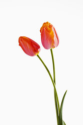 Orange tulip flowers against white background, close up - CSF019270