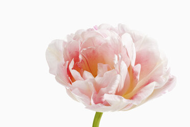 Rosa und weiße Tulpenblüte vor weißem Hintergrund, Nahaufnahme - CSF019289