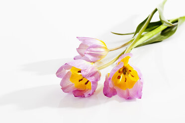Rosa und gelbe Tulpenblüten auf weißem Hintergrund, Nahaufnahme - CSF019293