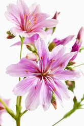 Lewisia-Blüten vor weißem Hintergrund, Nahaufnahme - CSF019297