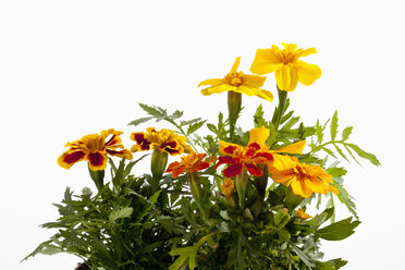 Marigold flower plant against white background, close up - CSF019300