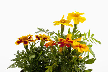 Ringelblumenpflanze vor weißem Hintergrund, Nahaufnahme - CSF019300