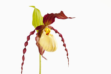 Garten Orchidee Blume gegen weißen Hintergrund, Nahaufnahme - CSF019282