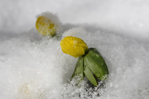 Wintereisenhutblüte im Winter, Nahaufnahme, lizenzfreies Stockfoto