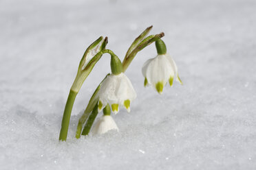 Schneeglöckchenblüte im Winter, Nahaufnahme - LB000096