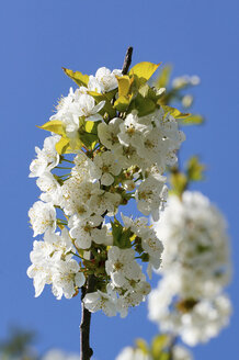 Deutschland, Kirschblüten Blume, Nahaufnahme - HOH000163