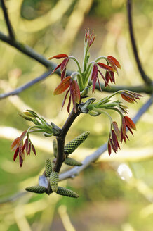 Deutschland, Knospen der Walnuss - HOH000164