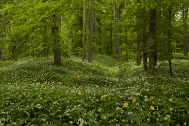 Deutschland, Baden Württemberg, Blick auf Wald mit Bärlauch - BST000070