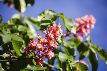 Deutschland, Kastanienblüten - JT000405