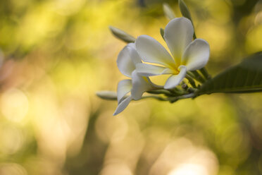 Thailand, Plumeria-Blüte im Garten - SJ000025