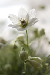 Deutschland, Baden Württemberg, Clematisblüte, Nahaufnahme - BST000073