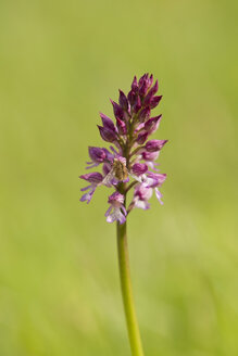 Germany, Baden Wuerttemberg, Military orchid, close up - BSTF000077