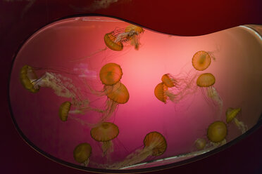 Qualle im Aquarium, Nahaufnahme - FO005137