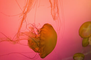 Jellyfish in Aquarium, close up - FO005138