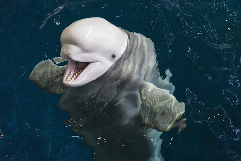 Weißer Wal im Aquarium - FO005139