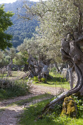 Spanien, Mallorca, Olivenbäume in Valldemossa auf den Balearischen Inseln - AMF000222