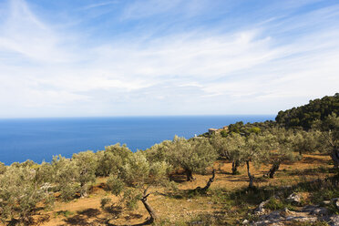 Spain, Mallorca, Olive trees in Valldemossa at Balearic Islands - AMF000221