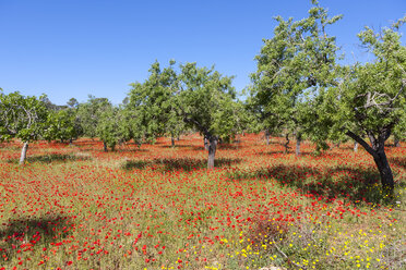Spanien, Mallorca, Blick auf Mandelbäume und blühenden Mohn - AMF000314