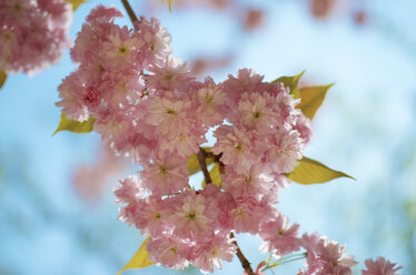 Belgium, Brussets, Japanese flowering cherry - MHF000185
