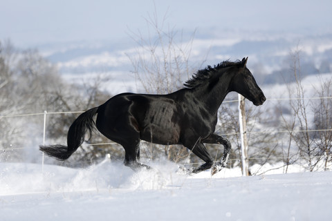 Germany, Baden Wuerttemberg, Horse running in snow stock photo