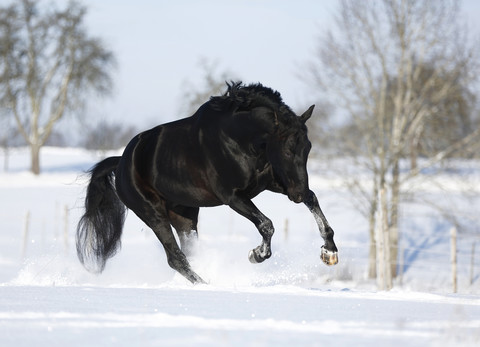 Germany, Baden Wuerttemberg, Black horse running in snow stock photo