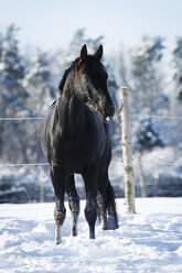 Deutschland, Baden-Württemberg, Pferd im Schnee stehend - SLF000146